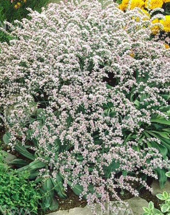 limonium tataricum 1