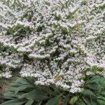 limonium tataricum