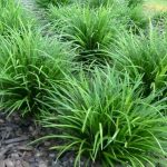 liriope muscari 1