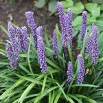liriope muscari