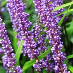 liriope muscari 4