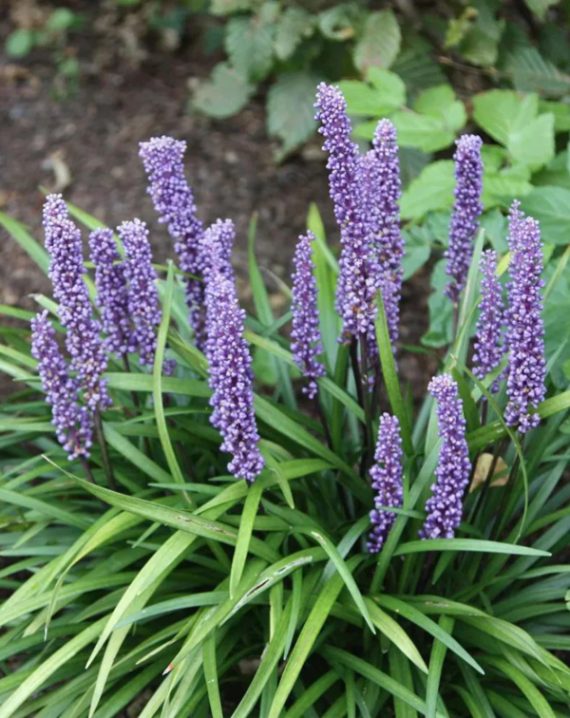 liriope muscari