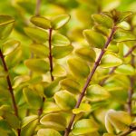 lonicera nitida bagessens gold 1
