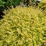 lonicera nitida bagessens gold 3