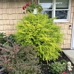 lonicera nitida bagessens gold 6