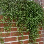 muehlenbeckia complexa 1