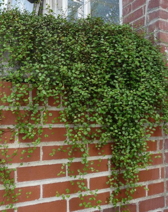 muehlenbeckia complexa 1