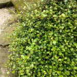 muehlenbeckia complexa