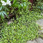 muehlenbeckia complexa 3