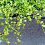 muehlenbeckia complexa 5
