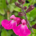 salvia roze 1