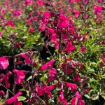 salvia roze