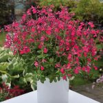salvia roze 2