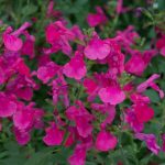 salvia roze 3