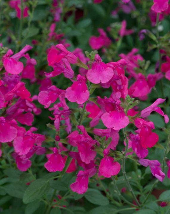 salvia roze 3