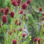 sanguisorba officinalis 2
