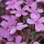 saponaria ocymoides 1