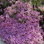 saponaria ocymoides