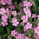 saponaria ocymoides 2