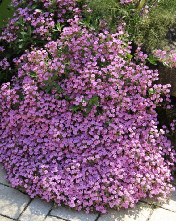 saponaria ocymoides