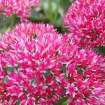 sedum spectabile autumn joy 1