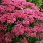 sedum spectabile autumn joy 2