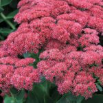 sedum spectabile autumn joy 3