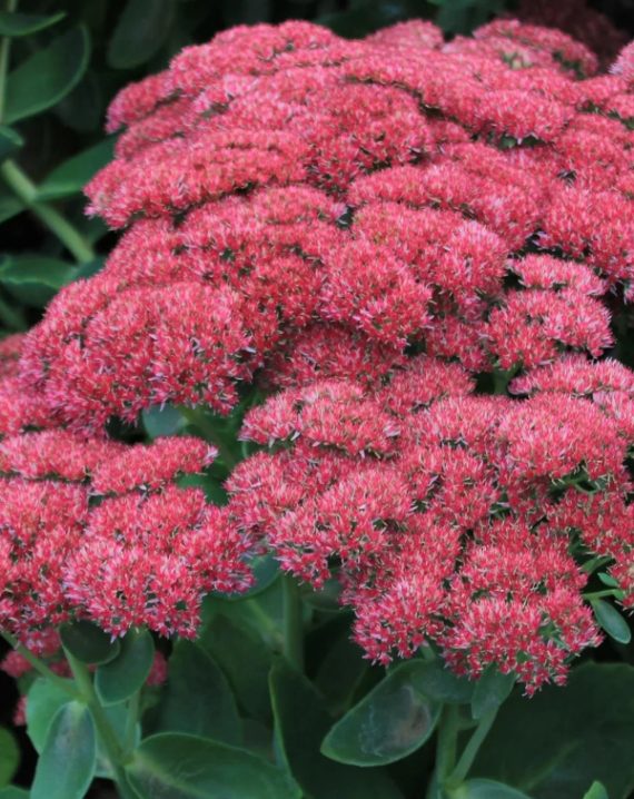 sedum spectabile autumn joy 3