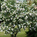 sirijski hibiskus beli 1