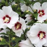 sirijski hibiskus beli