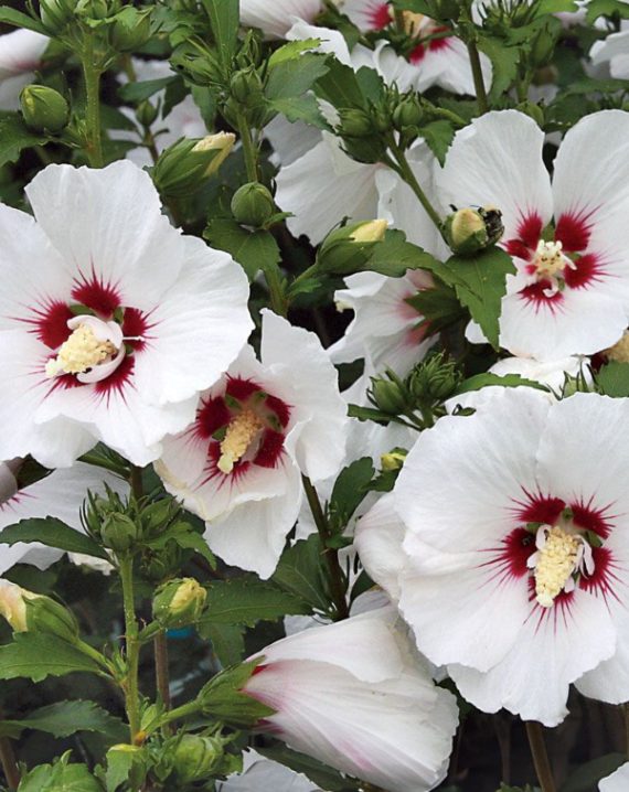 sirijski hibiskus beli