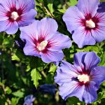 sirijski hibiskus ljubicast