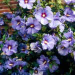 sirijski hibiskus ljubicast 2
