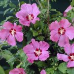 sirijski hibiskus roze