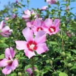 sirijski hibiskus roze 5
