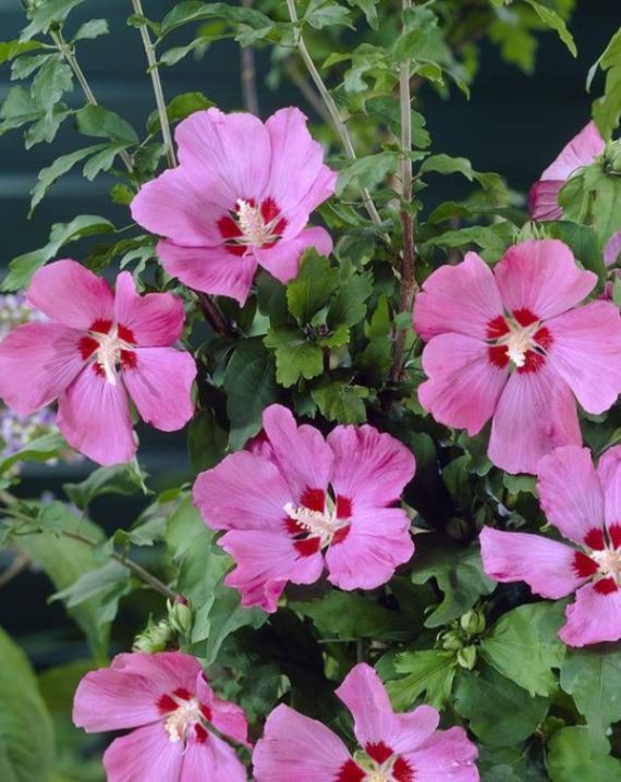 sirijski hibiskus roze