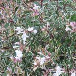 abelija grandiflora variegata 1