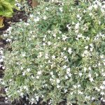 abelija grandiflora variegata 2