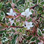 abelija grandiflora variegata 4