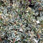 abelija grandiflora variegata