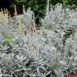 artemisia ludoviciana 2