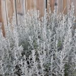 artemisia ludoviciana 4