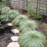 carex comans amazon mist 1