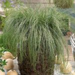 carex comans amazon mist