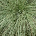 carex comans amazon mist 2