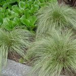carex comans amazon mist 3