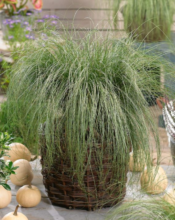 carex comans amazon mist