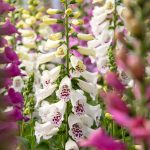 digitalis 1