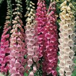 digitalis