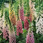 digitalis 2